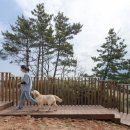 애견민박 멍집 이미지