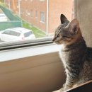 슬기로운 집사생활 이미지