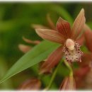 꽃보다 보세 이미지