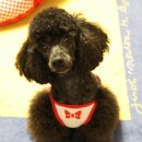 굿독 애견미용클럽 이미지