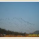 보리와철새 이미지