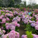 빛(꽃)의정원 이미지