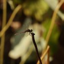 호암가든 이미지