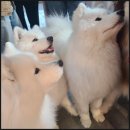 집 머무는 | [홍대 애견카페] 몽글몽글한 힐링, 사모예드 천국 겨울이 머무는 집 방문 후기