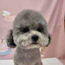 멍탕멍컷 이미지