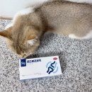 프로텍 앞 | 강아지·고양이 관절 보조제 추천｜케어사이드 모두 콘드로프로텍 프리미엄 리뷰