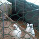 삼죽농장 이미지