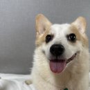 안녕, 멍냥 | [강아지 간식] 우리 집 시식단 출동! ‘요고멍냥’ 간식 랜덤박스 개봉기