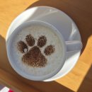 발레나식스 | 울산 애견동반 카페 발레나식스 🐶 산뷰가 멋진 힐링카페