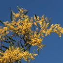 아카시아 이미지