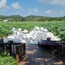 회산백련지 소공원 이미지