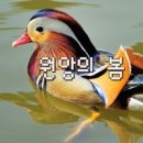 원앙 이미지