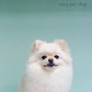 루비 애견샵 이미지