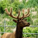 대관령사슴목장 이미지