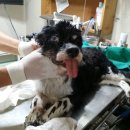 이성준동물병원 이미지