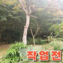 마당 위험한 나무 제거 정리 마당 햇빛 확보 풍경 뷰 가로막는 나무 벌목 위험목 고사목 없애기
