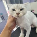 아꼬운냥 이미지