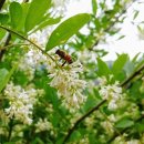 바보펜션 이미지