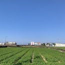 문성철정형외과의원 | 혼자 10월 제주여행 - 월정리, 구제주