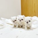 카페유로패스 | 송도유원지맛집 필수코스 카페유로패스 / 쉬크독하우스