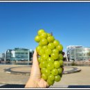 양감농장 이미지