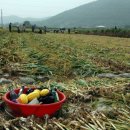 보물섬마늘나라 이미지