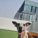 리디아 동물병원 이미지