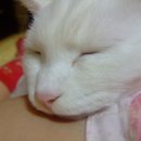 고양이 수염 이미지