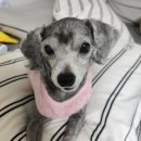 신세계 애견미용샵 | 안양 애견미용 전문샵 스트레스 없는 미용샵 반려동물을 위한 애견미용샵 댕며들개 후기