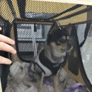 에코 켄넬 이미지