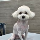 댕댕그루밍 네이버블로그