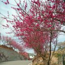 순천 여행 매곡동 탐매마을 매화꽃 개화시기 봄꽃구경 이미지