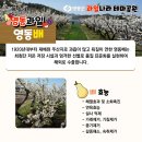 맛있는과일나라 이미지