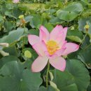 테마파크장 | 함안 연꽃테마파크 경남 가볼 만한 곳 여름 여행