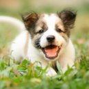 강아지꿈 이미지