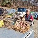 우리뜰농원 | 해뜰양봉농원 아카시아꿀1kg 자연 이동 관리 꿀벌 이야기