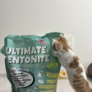 이도라돈 이미지