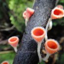 곶자왈거문오름 이미지