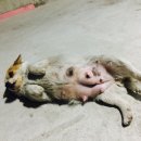 초현펜션 이미지