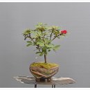 만병초(샤크게케 크림좀 <b>피핀</b>)