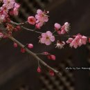삼월 Daum카페