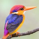 Oriental Dwarf Kingfisher 이미지