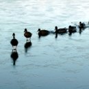 follower (팔로워, 추종자, (뒤처지지 않게) 빨리 와) 어원 이미지