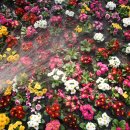 아산, 세계 꽃 식물원 이미지