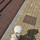 애견하라 이미지