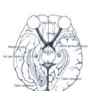 시각계의 기능적 해부 functional anatomy of visual system 이미지