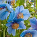 블루 blue 이미지