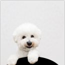 더펫 강아지분양 고양이분양 일산본점 | 일산에서 독특한 반려동물 가족을 만나보세요 더펫강아지분양고양이분양 일산본점:)