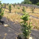 왕창농장 이미지