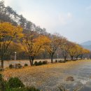 알프스밸리캠핑나라 티스토리